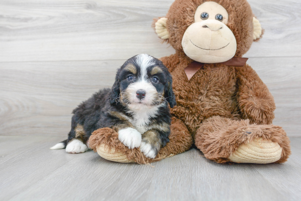 Cute Mini Bernedoodle Baby