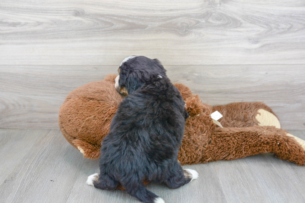 Mini Bernedoodle Pup Being Cute