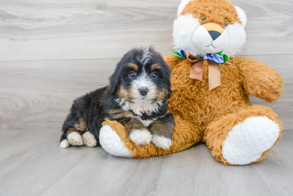 Small Mini Bernedoodle Baby