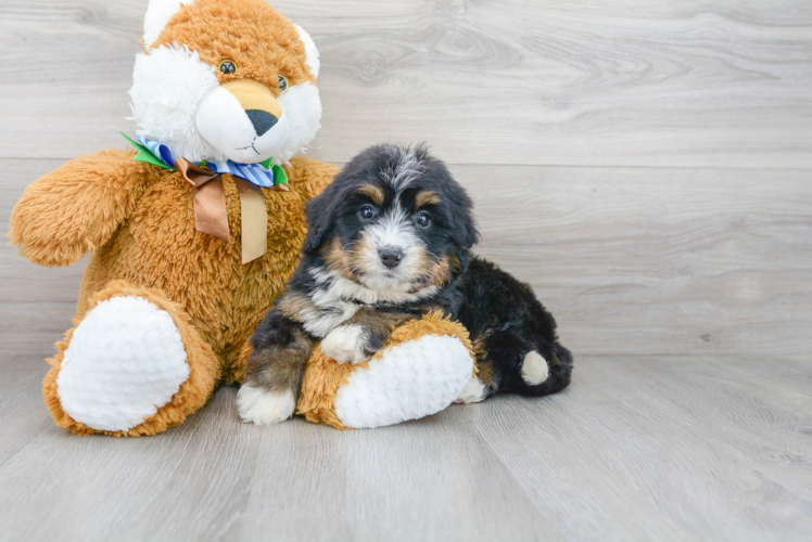 Mini Bernedoodle Puppy for Adoption