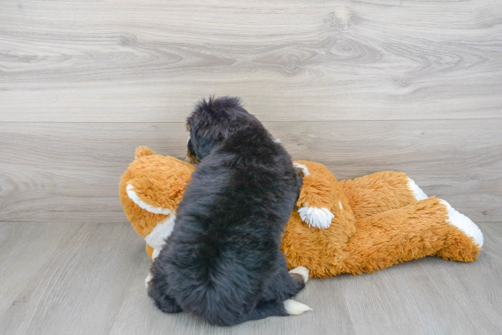 Mini Bernedoodle Pup Being Cute