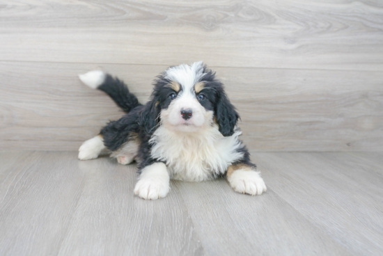 Mini Bernedoodle Pup Being Cute