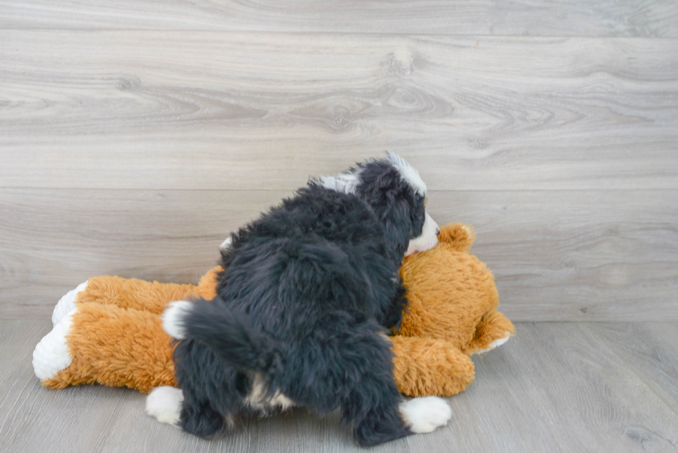 Mini Bernedoodle Puppy for Adoption