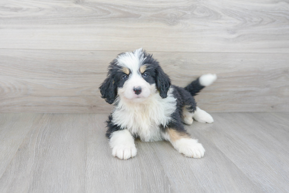 Best Mini Bernedoodle Baby