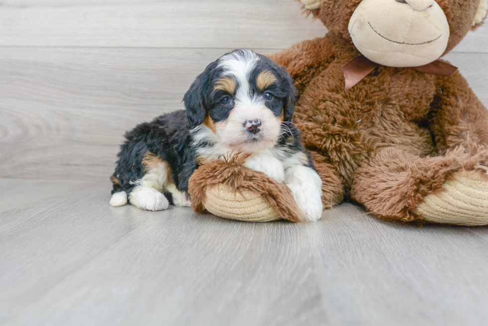 Little Mini Berniedoodle Poodle Mix Puppy