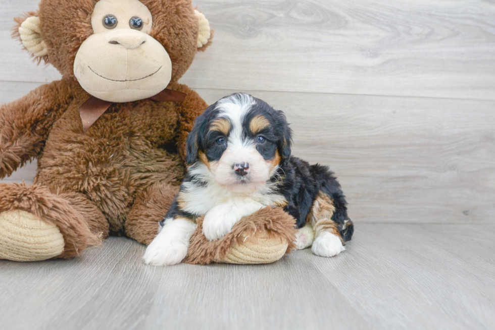 Mini Bernedoodle Puppy for Adoption