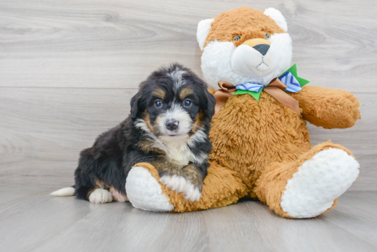 Mini Bernedoodle Puppy for Adoption