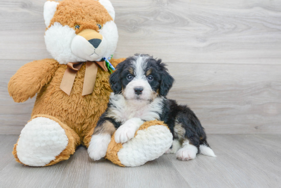 Best Mini Bernedoodle Baby