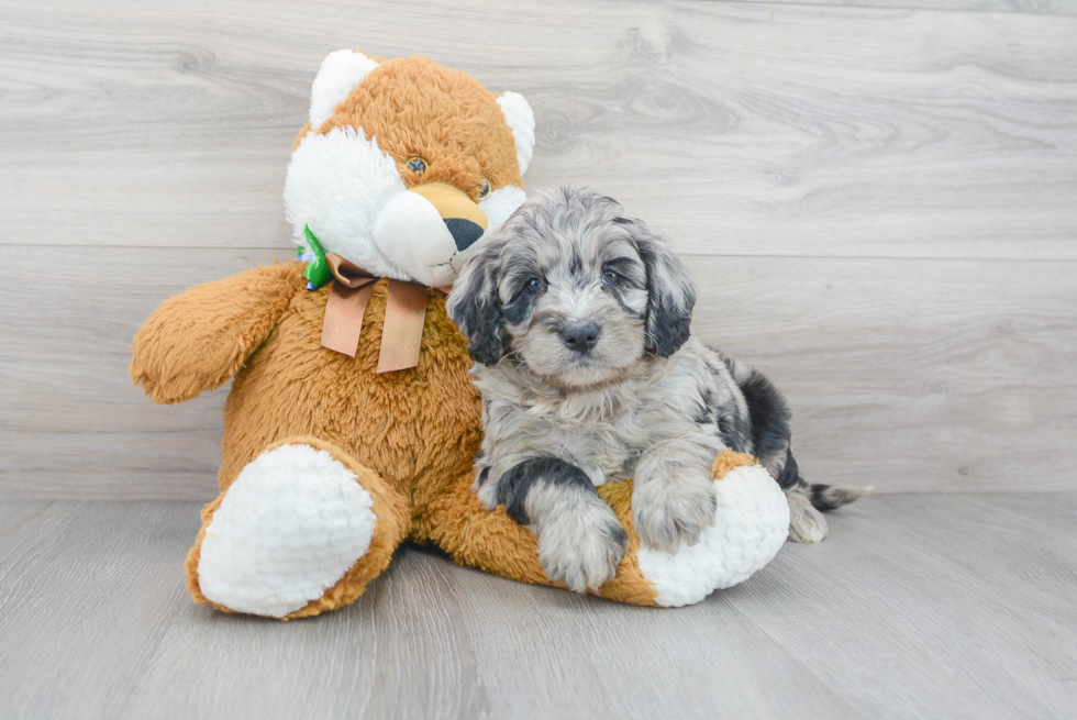 Mini Bernedoodle Puppy for Adoption