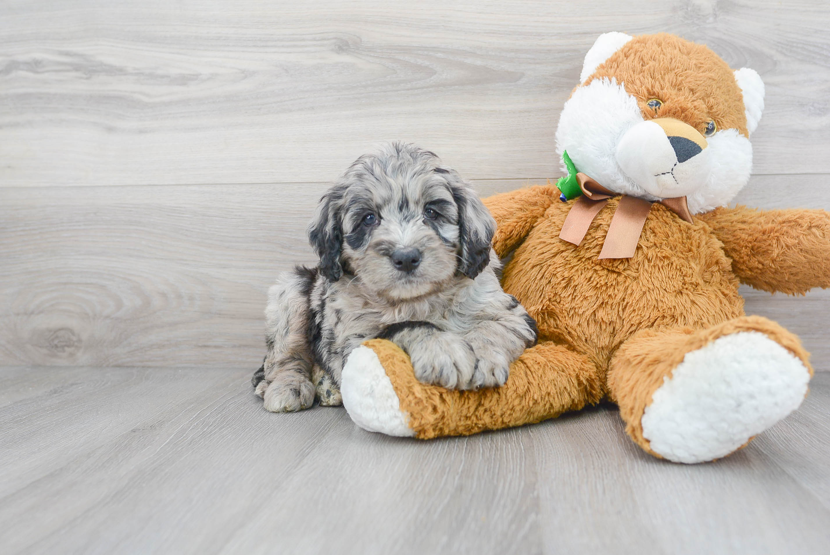Cute Mini Bernedoodle Baby