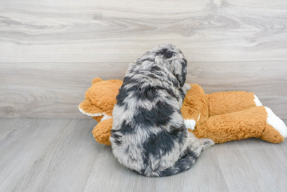 Mini Bernedoodle Pup Being Cute