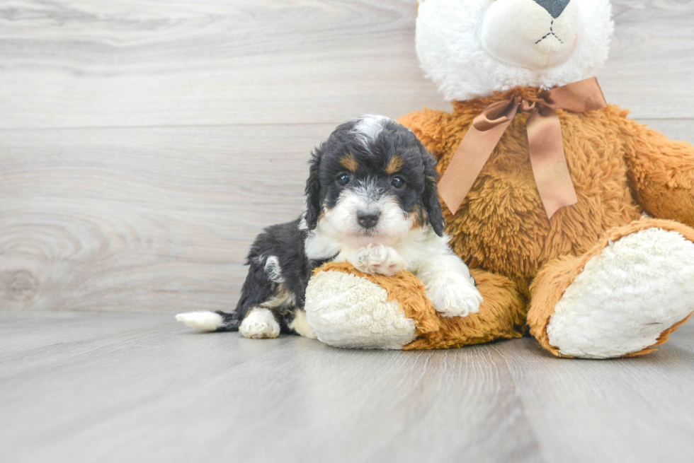 Mini Bernedoodle Puppy for Adoption