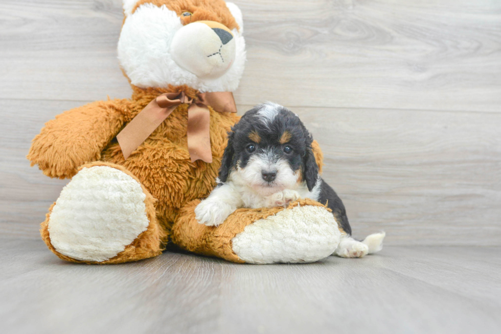 Best Mini Bernedoodle Baby