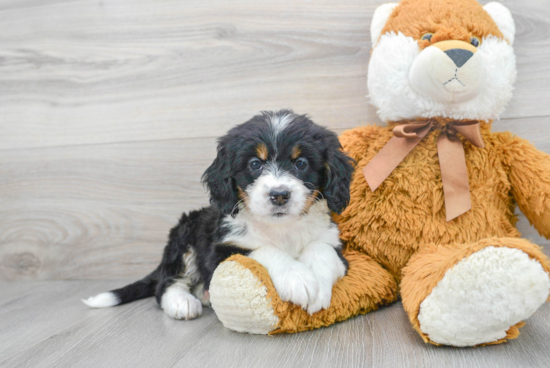 Mini Bernedoodle Puppy for Adoption