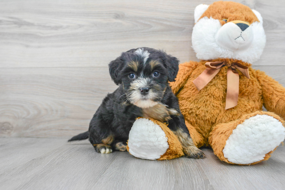 Happy Mini Bernedoodle Baby