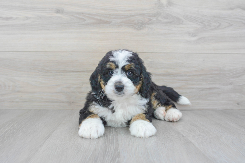 Mini Bernedoodle Puppy for Adoption