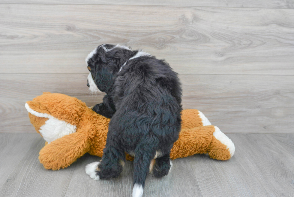 Mini Bernedoodle Puppy for Adoption