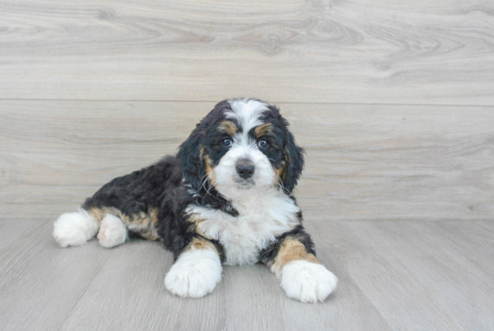 Smart Mini Bernedoodle Poodle Mix Pup