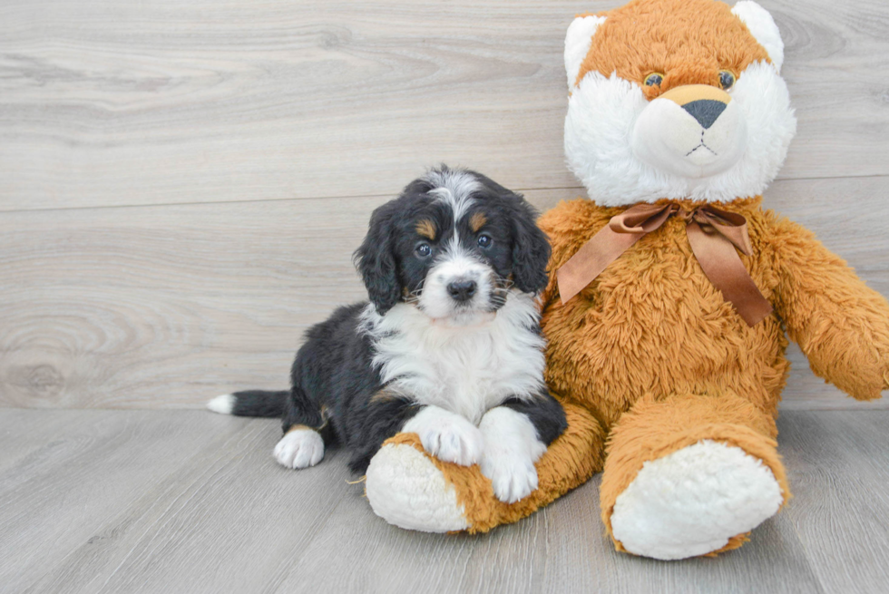 Smart Mini Bernedoodle Poodle Mix Pup