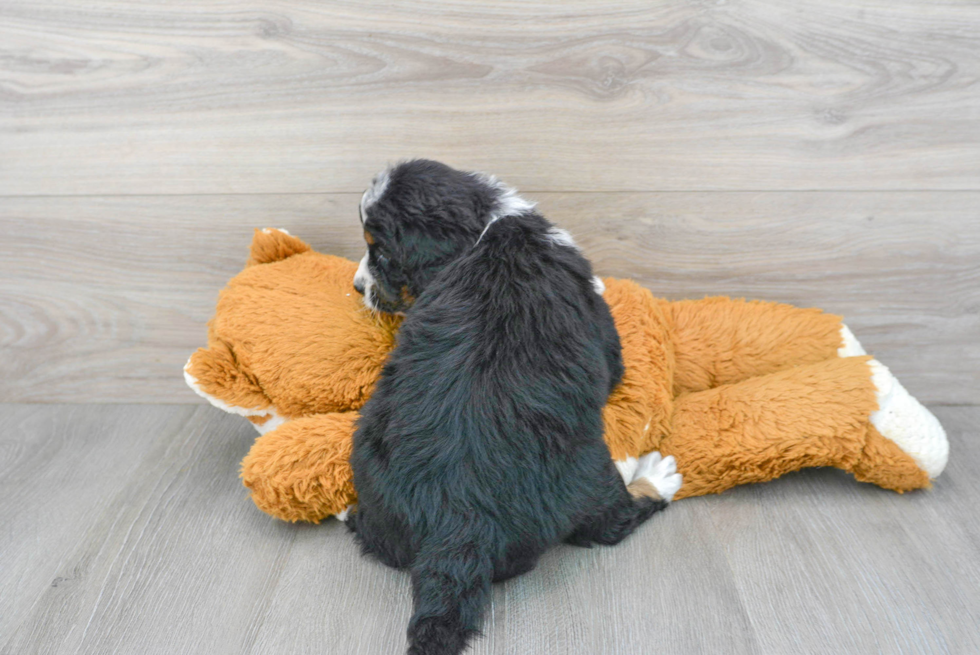 Energetic Bernadoodle Poodle Mix Puppy