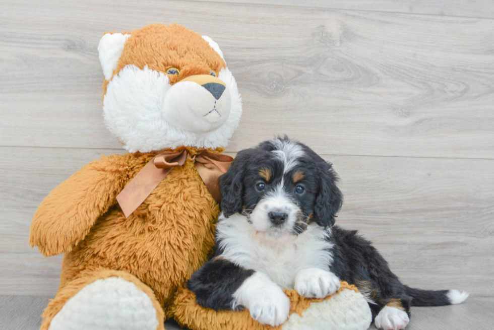 Mini Bernedoodle Puppy for Adoption