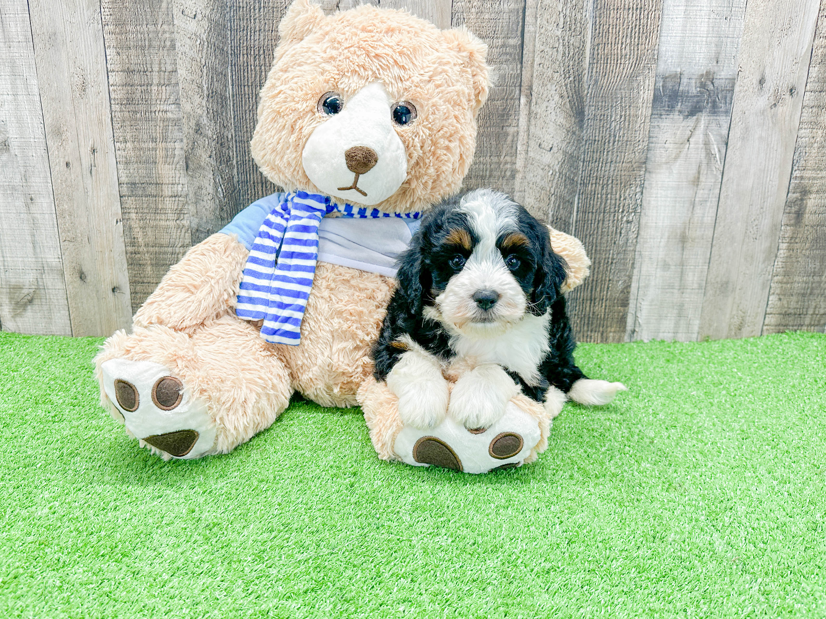 Petite Mini Bernedoodle Poodle Mix Pup