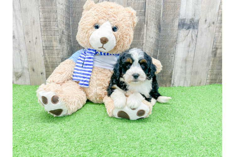 Petite Mini Bernedoodle Poodle Mix Pup