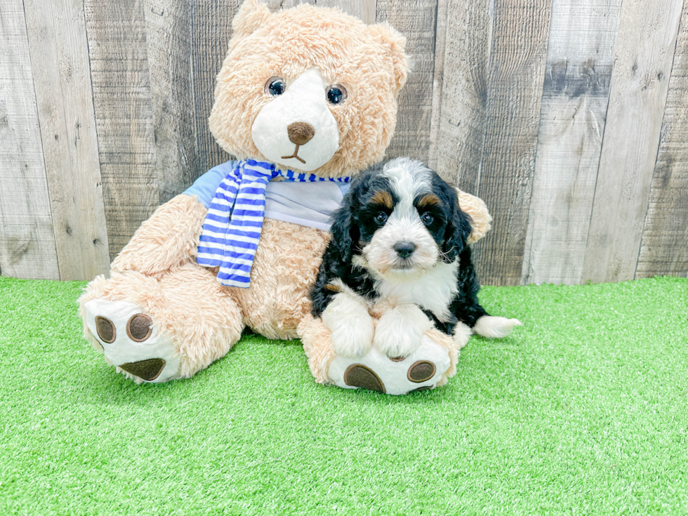 Petite Mini Bernedoodle Poodle Mix Pup