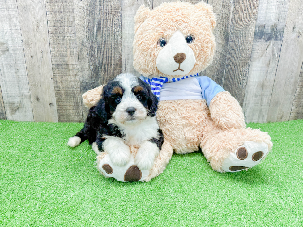 Fluffy Mini Bernedoodle Poodle Mix Pup