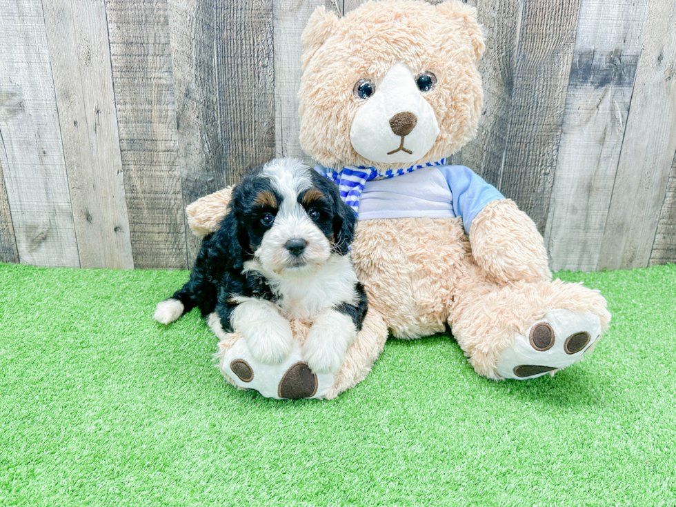 Mini Bernedoodle Puppy for Adoption