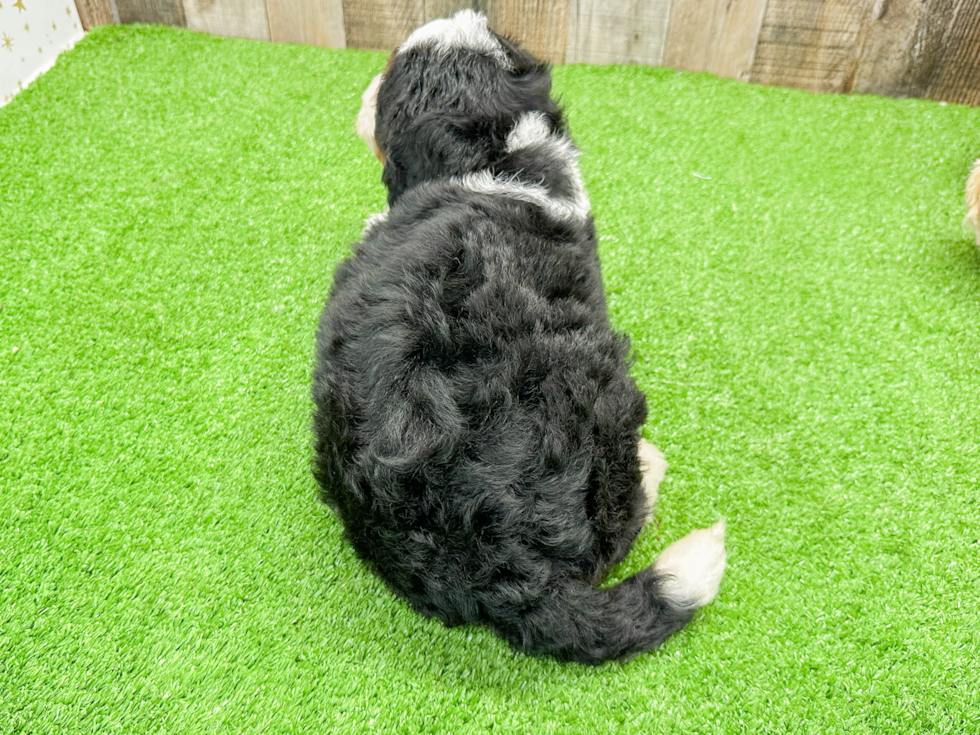 Happy Mini Bernedoodle Baby