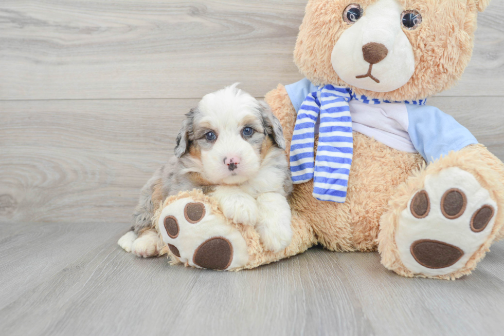 Petite Mini Bernedoodle Poodle Mix Pup