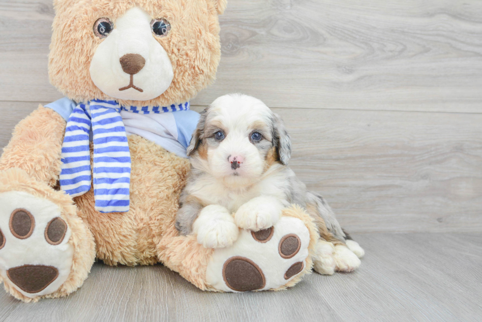 Little Mini Berniedoodle Poodle Mix Puppy