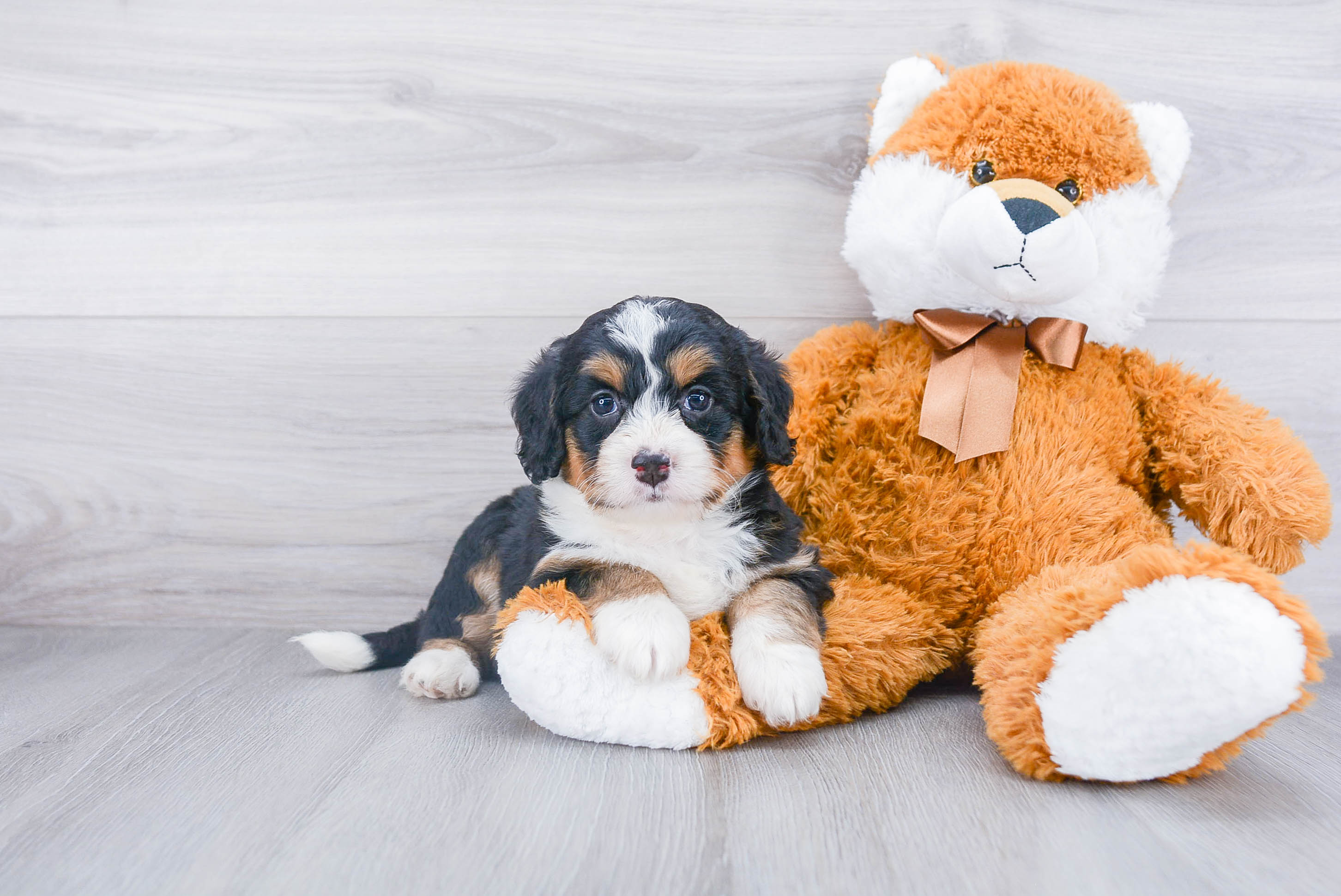 Happy Mini Bernedoodle Baby