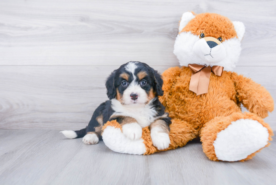 Happy Mini Bernedoodle Baby