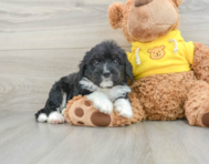 7 week old Mini Bernedoodle Puppy For Sale - Premier Pups