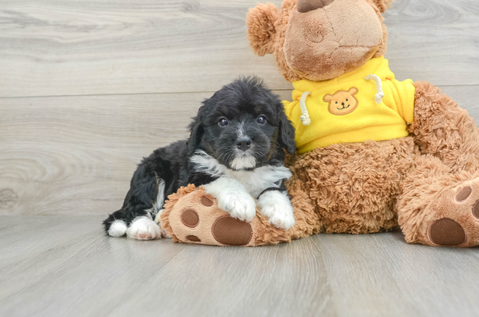 8 week old Mini Bernedoodle Puppy For Sale - Premier Pups