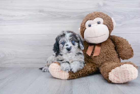 Mini Bernedoodle Pup Being Cute