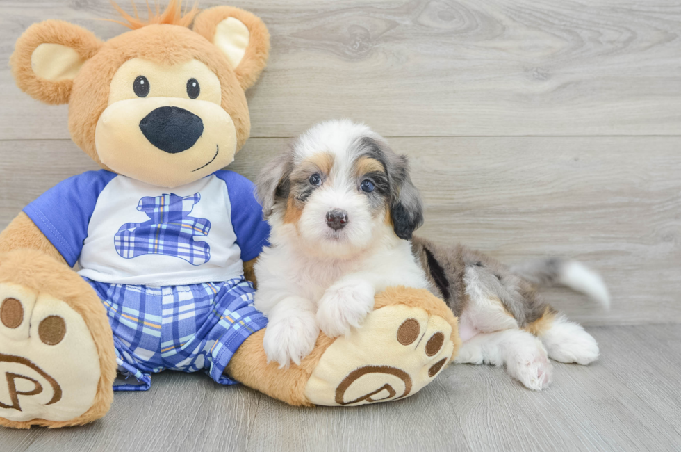 6 week old Mini Bernedoodle Puppy For Sale - Premier Pups