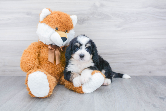 Mini Bernedoodle Puppy for Adoption