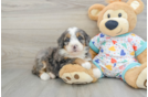 Mini Bernedoodle Pup Being Cute