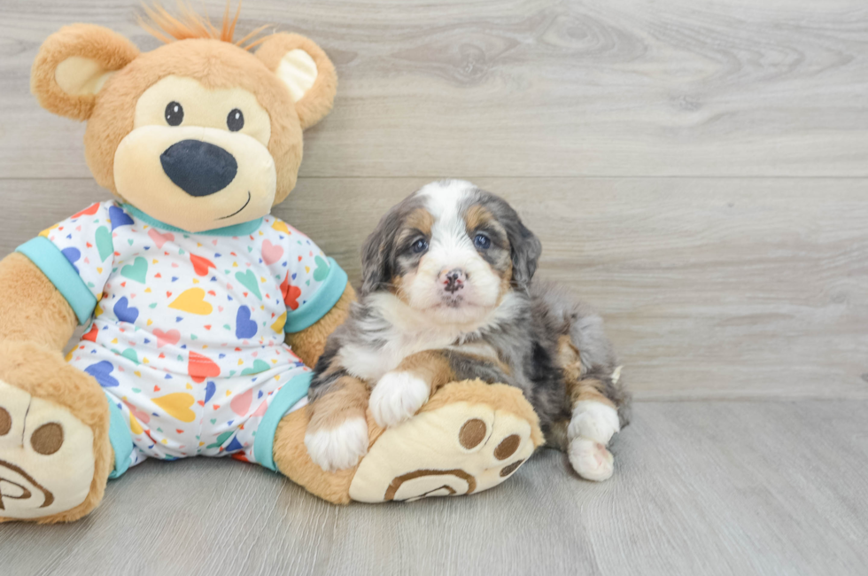 6 week old Mini Bernedoodle Puppy For Sale - Premier Pups