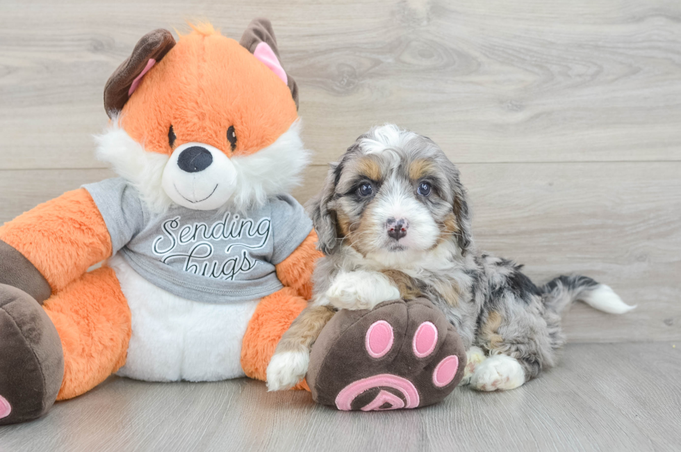 6 week old Mini Bernedoodle Puppy For Sale - Premier Pups