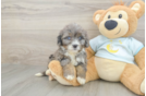 Mini Bernedoodle Puppy for Adoption