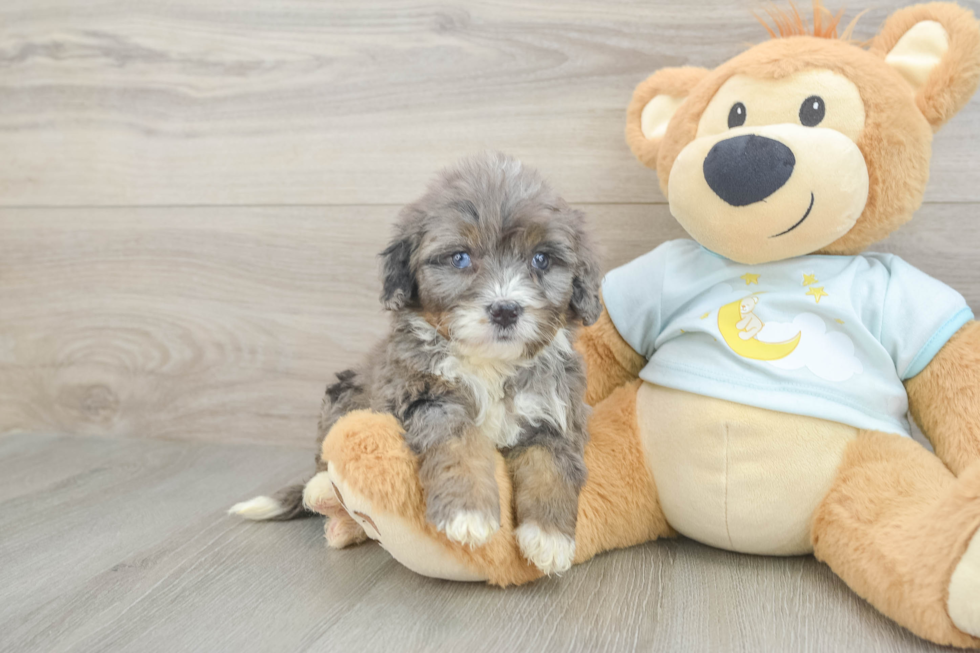 Mini Bernedoodle Puppy for Adoption