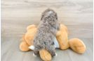 Mini Bernedoodle Puppy for Adoption