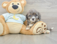 7 week old Mini Bernedoodle Puppy For Sale - Premier Pups