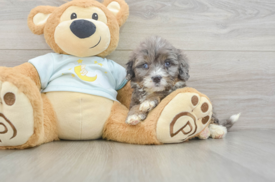 Friendly Mini Bernedoodle Baby