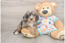 Smart Mini Bernedoodle Poodle Mix Pup