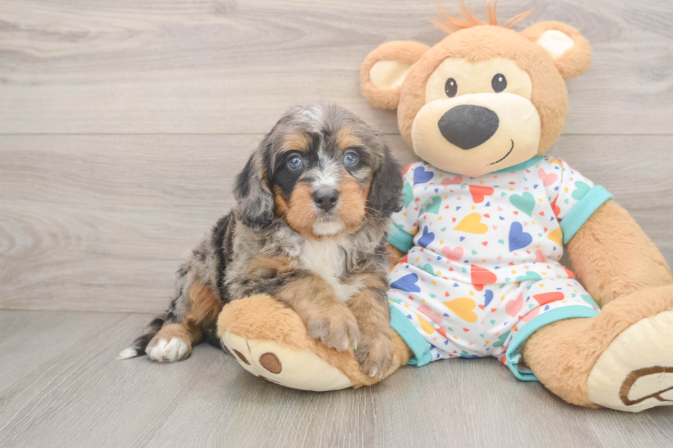 Smart Mini Bernedoodle Poodle Mix Pup